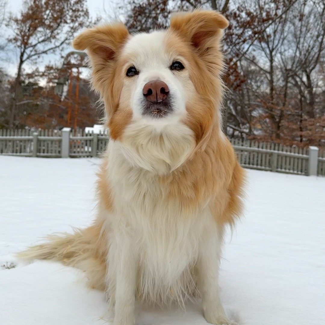 BuschGardensVA's tweet image. Thistle, Eddie, and Skye are loving the snow today! ❄️🎢