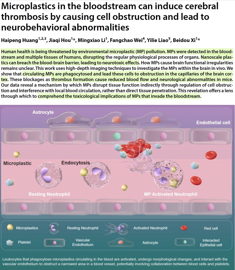 Eric Topol (@erictopol) on Twitter photo How microplastics can lead to reduced blood flow and blood clots in the brain
science.org/doi/10.1126/sc… <a href="/ScienceAdvances/">Science Advances</a> as shown in mouse experimental model How microplastics can lead to reduced blood flow and blood clots in the brain
science.org/doi/10.1126/sc… <a href="/ScienceAdvances/">Science Advances</a> as shown in mouse experimental model
