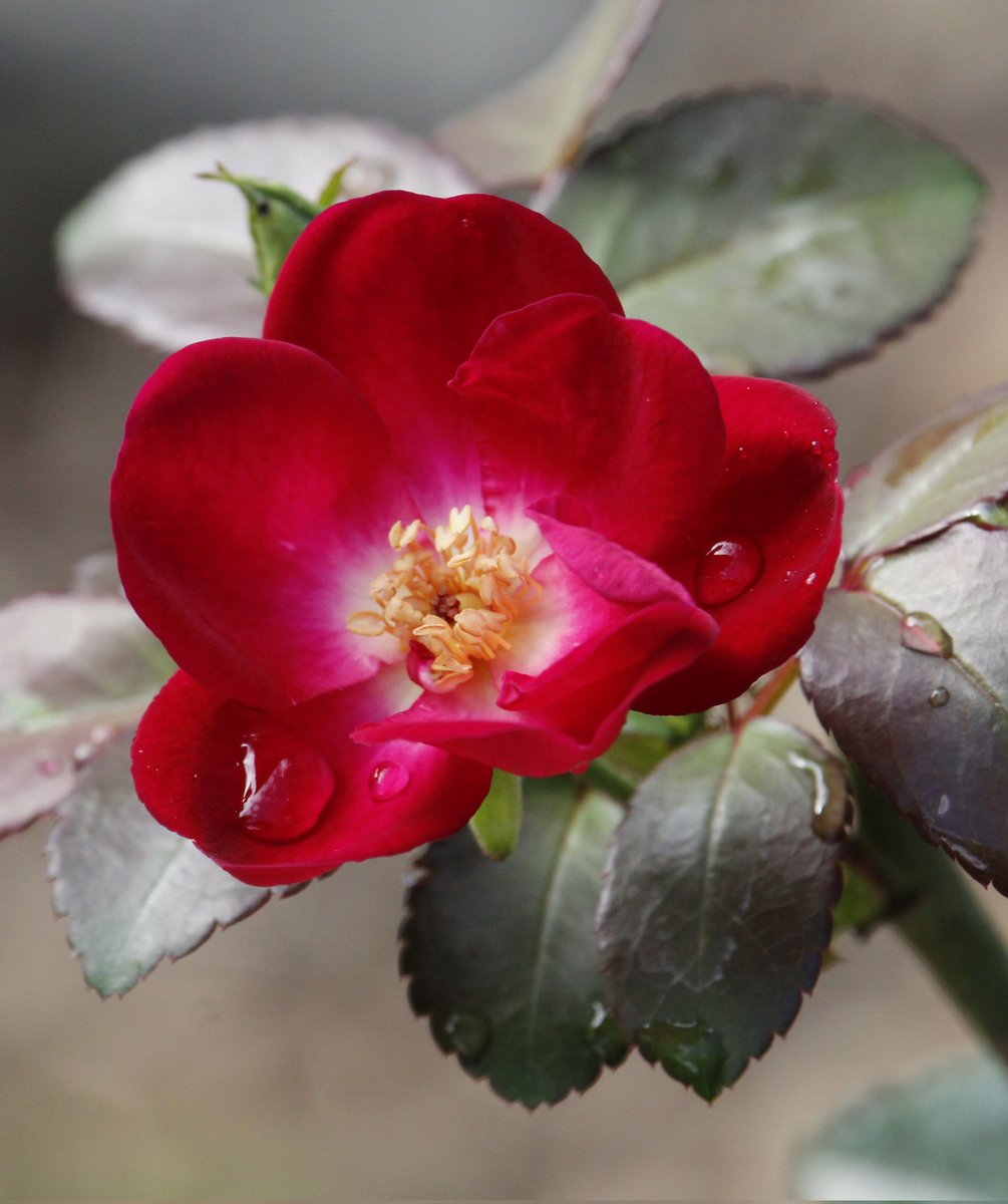 mark_sarden's tweet photo. Mark's Photography 
"Water drops on a Red flower " 
#waterdrops #pixoto #flower https://t.co/AhINFkvnjW