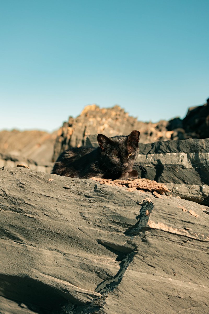 Ahora que hay días lluviosos que mejor que disfrutar de la tranquilidad de estos gatos al sol