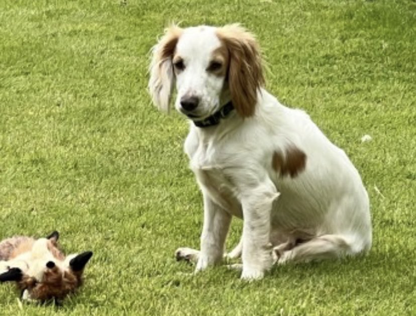 rosieDoc2's tweet image. #SpanielHour 

OTIS - it’s now thought he’s been picked up and #Stolen ( #Theftbyfinding ) 
Possibly wandered onto farmland 
Missing from between HIDCOTE GARDENS &amp;amp; #Larkstoke #Gloucestershire #GL55 5/11/24 
Poss seen scared of the fireworks 🧨? 

doglost.co.uk/dog-blog.php?d…