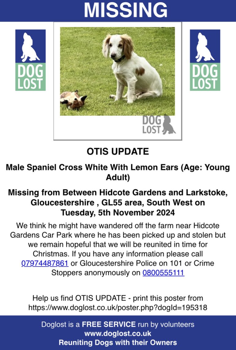 rosieDoc2's tweet image. #SpanielHour 

OTIS - it’s now thought he’s been picked up and #Stolen ( #Theftbyfinding ) 
Possibly wandered onto farmland 
Missing from between HIDCOTE GARDENS &amp;amp; #Larkstoke #Gloucestershire #GL55 5/11/24 
Poss seen scared of the fireworks 🧨? 

doglost.co.uk/dog-blog.php?d…