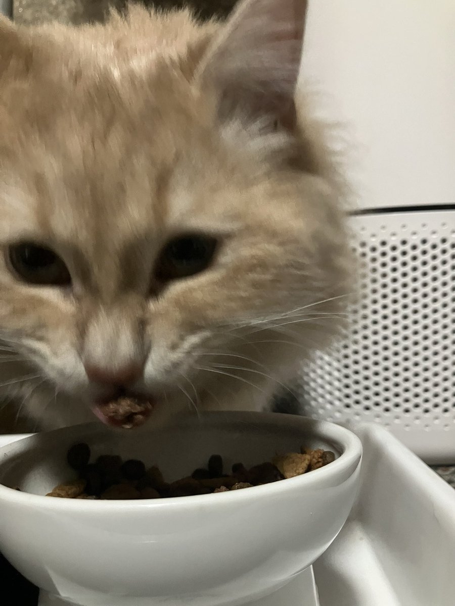 S4X3z6tTuR4764's tweet photo. #猫のいる暮らし 
むぎのご飯
食べてくれてるけど、��初に他のご飯出してくれないか様子伺ってくる🤔
ニュートリエンス グレインフリー ターキー, チキン &amp; ダック インドアキャットフードNutrience Grain Free https://t.co/GQRSWJlA7K