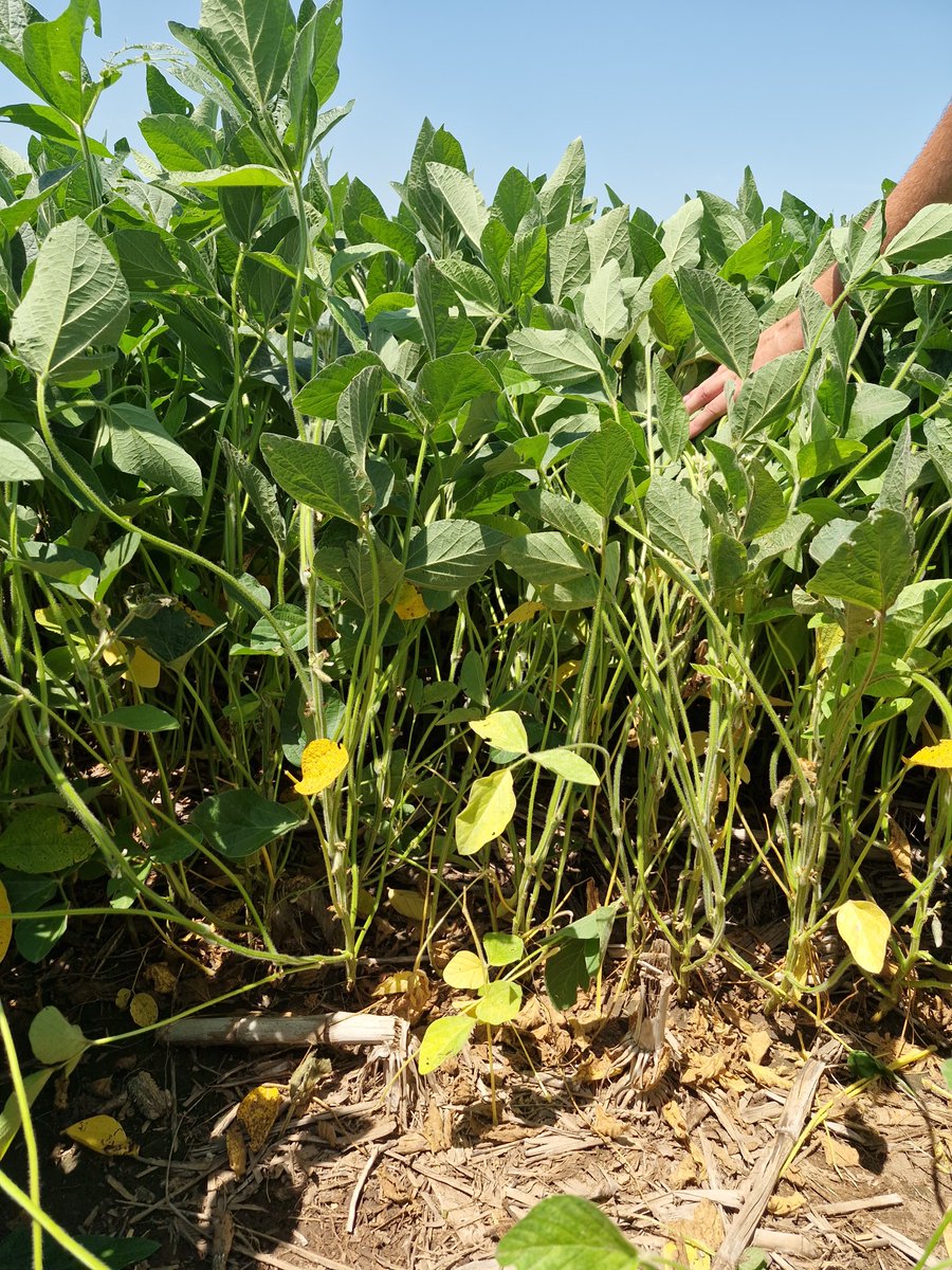 #MIB en 📍 Luxardo 
Así fue la recorrida del equipo de trabajo #Brevant junto a Bunge y la Universidad Nacional del Litoral. Vimos el progreso de los tratamientos y ensayos que próximamente se podrán visitar. 

Quedate atento para inscribirte 📝
#EnTodas