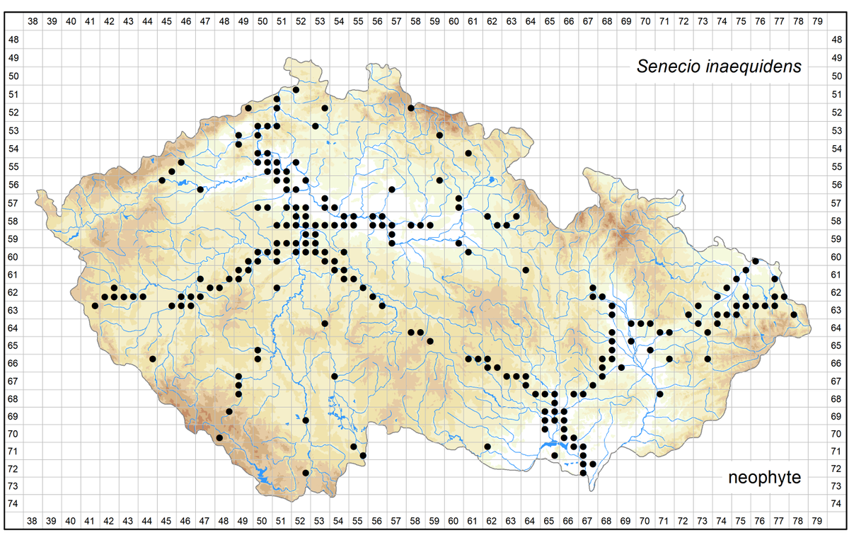Starček úzkolistý (Senecio inaequidens) rostlinou roku 2025.

Při vyhlašování rostliny roku 2025 jsme změnili žánr. Zatímco v minulých letech jsme v Česká botanická společnost tento "titul" udělovali ohroženým druhům, letos jsme vybrali nepůvodní druh, jehož invaze na našem území