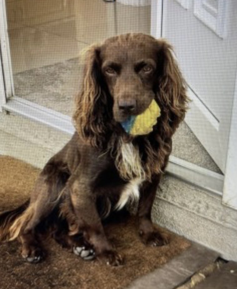 rosieDoc2's tweet photo. #SpanielHour
WOLF IS STILL MISSING
#FiveOaks
SPOTTED IN FIELD DOWN NEAR #Cranleigh #RH14
Male/adult brown #CockerSpaniel
31/12/24
https://t.co/zE2JpQFvXz
@cranleighschool @CranleighCC @CranleighChap @JacquiSaid @juliagarland73 @BitofDecorum @alid2912 https://t.co/VgsUzmCQgA
