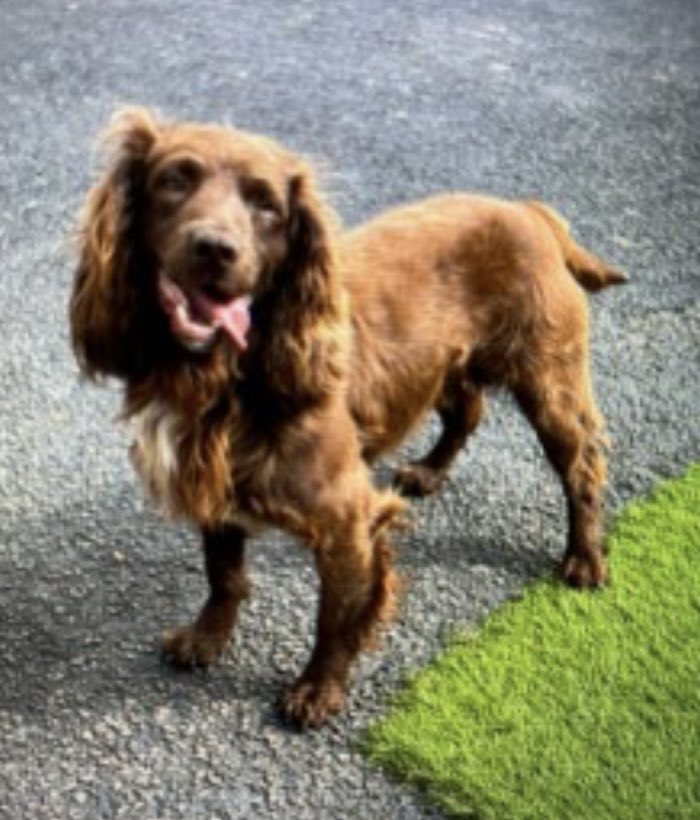 rosieDoc2's tweet photo. #SpanielHour
WOLF IS STILL MISSING
#FiveOaks
SPOTTED IN FIELD DOWN NEAR #Cranleigh #RH14
Male/adult brown #CockerSpaniel
31/12/24
https://t.co/zE2JpQFvXz
@cranleighschool @CranleighCC @CranleighChap @JacquiSaid @juliagarland73 @BitofDecorum @alid2912 https://t.co/VgsUzmCQgA