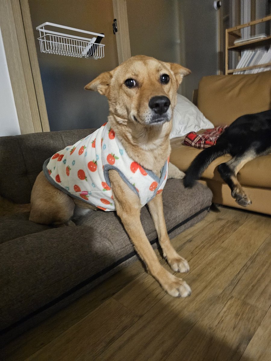 새로 산 옷이 너무 귀여워서 칭찬해줬더니 
억지로 옷 입어서 싫음+엄마가 이쁘다해서 좋음 의 감정이 오락가락하는 표정