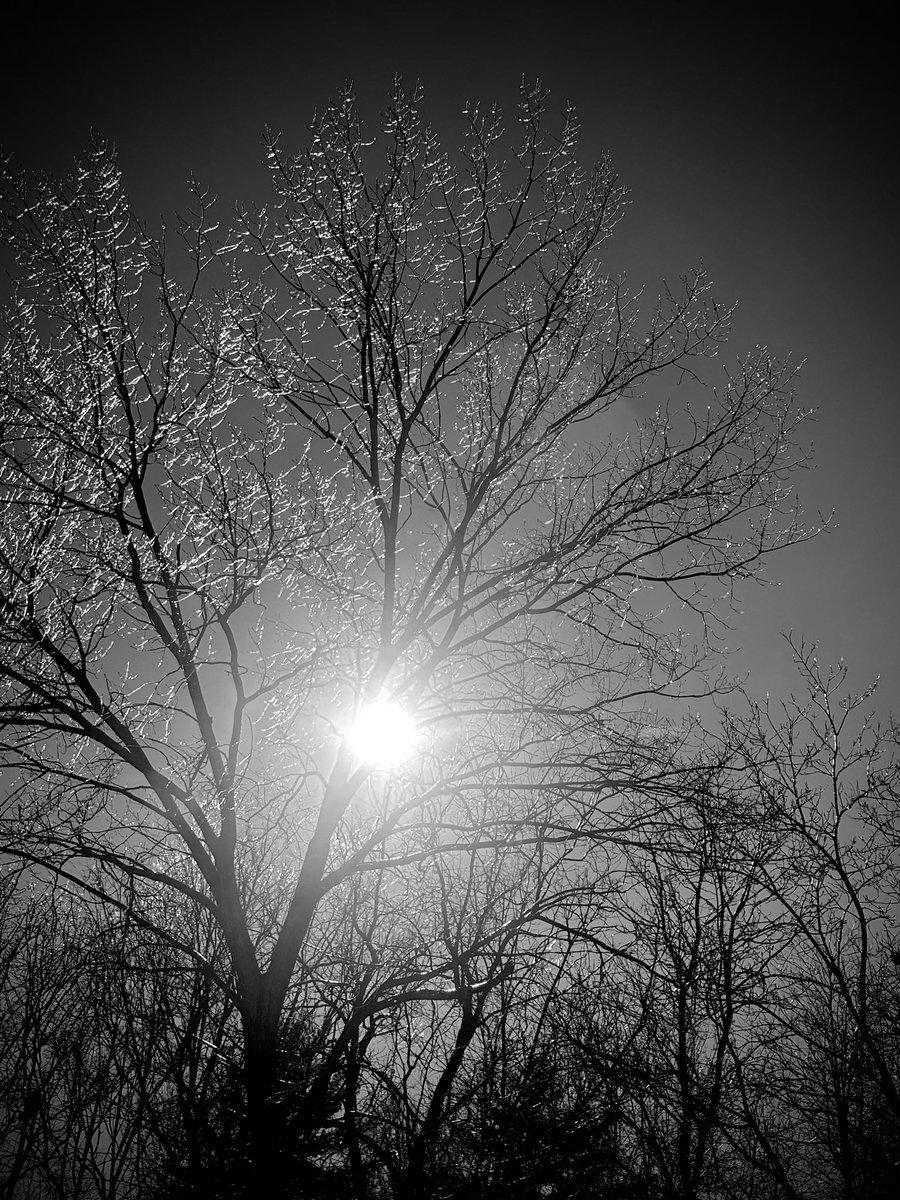 myke237's tweet photo. Winter Eternal Light ❄️🥶🌞🌑🌬️ #i_walk #i_ride #kansascity #ice #trees #ourplanetdaily #photographer #explore #winter #instagram #blackandwhitephoto #roamtheplanet #winterwonderland #wanderlust #naturephotography #snow #photography #naturephotography #nature https://t.co/jAsN1pJIlG