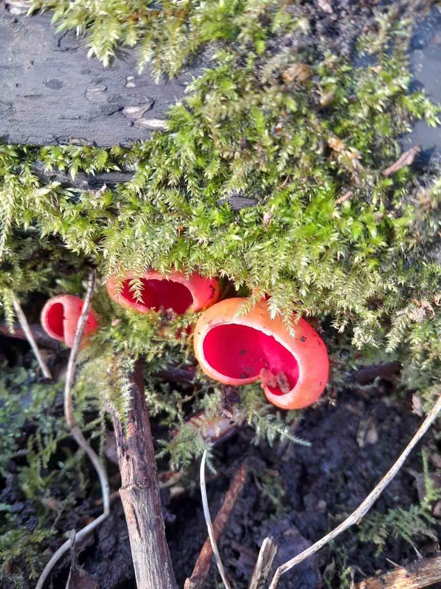 It’s Scarlet Elf Cup season! 🍄

This vibrant fungus grows in damp spots on sticks &amp; branches, serving as a tasty treat for slugs &amp; rodents. 🐌🐁