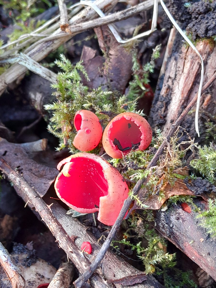 WildGroundNW's tweet photo. It’s Scarlet Elf Cup season! 🍄

This vibrant fungus grows in damp spots on sticks &amp; branches, serving as a tasty treat for slugs &amp; rodents. 🐌🐁 https://t.co/kKZCX1PiJE