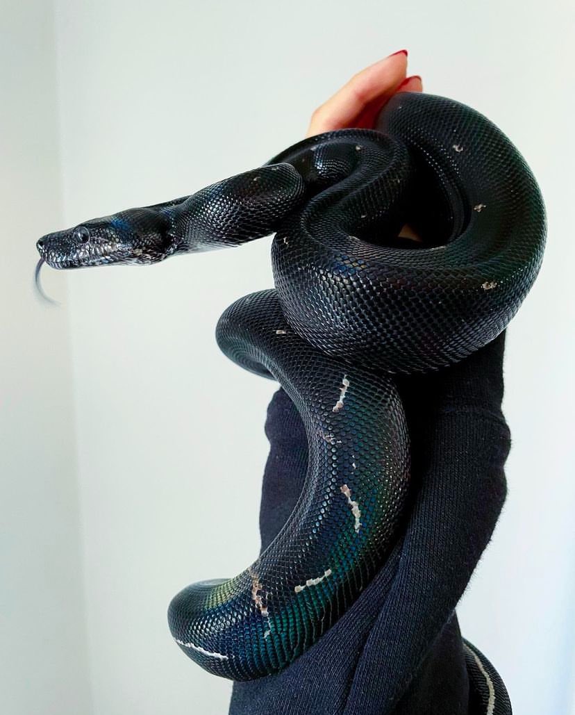 dschinnihookah's tweet photo. 1番飼育したかったのはコイツ
#boa #boacon #Blackdevil #Blackdevilboa #boaconstrictor https://t.co/3xl8lPQw28