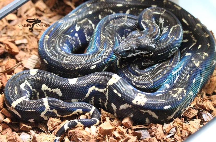 dschinnihookah's tweet photo. 1番飼育したかったのはコイツ
#boa #boacon #Blackdevil #Blackdevilboa #boaconstrictor https://t.co/3xl8lPQw28