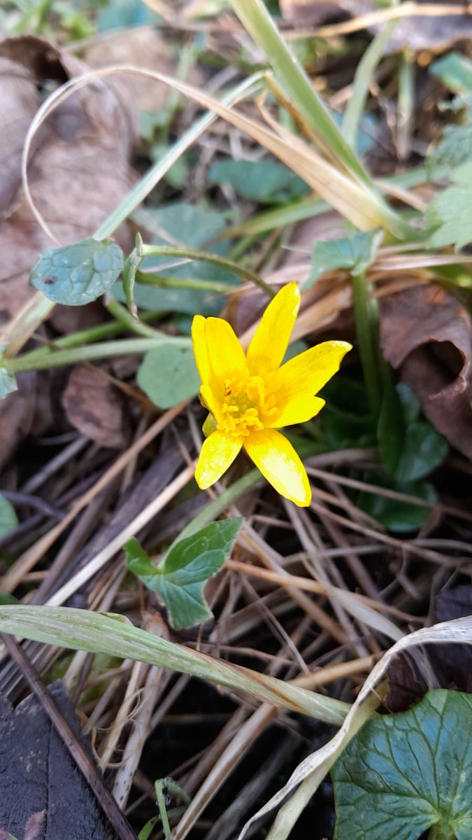 Lesser Celandine spotted at the Stryt Las Nature Reserve 🌼