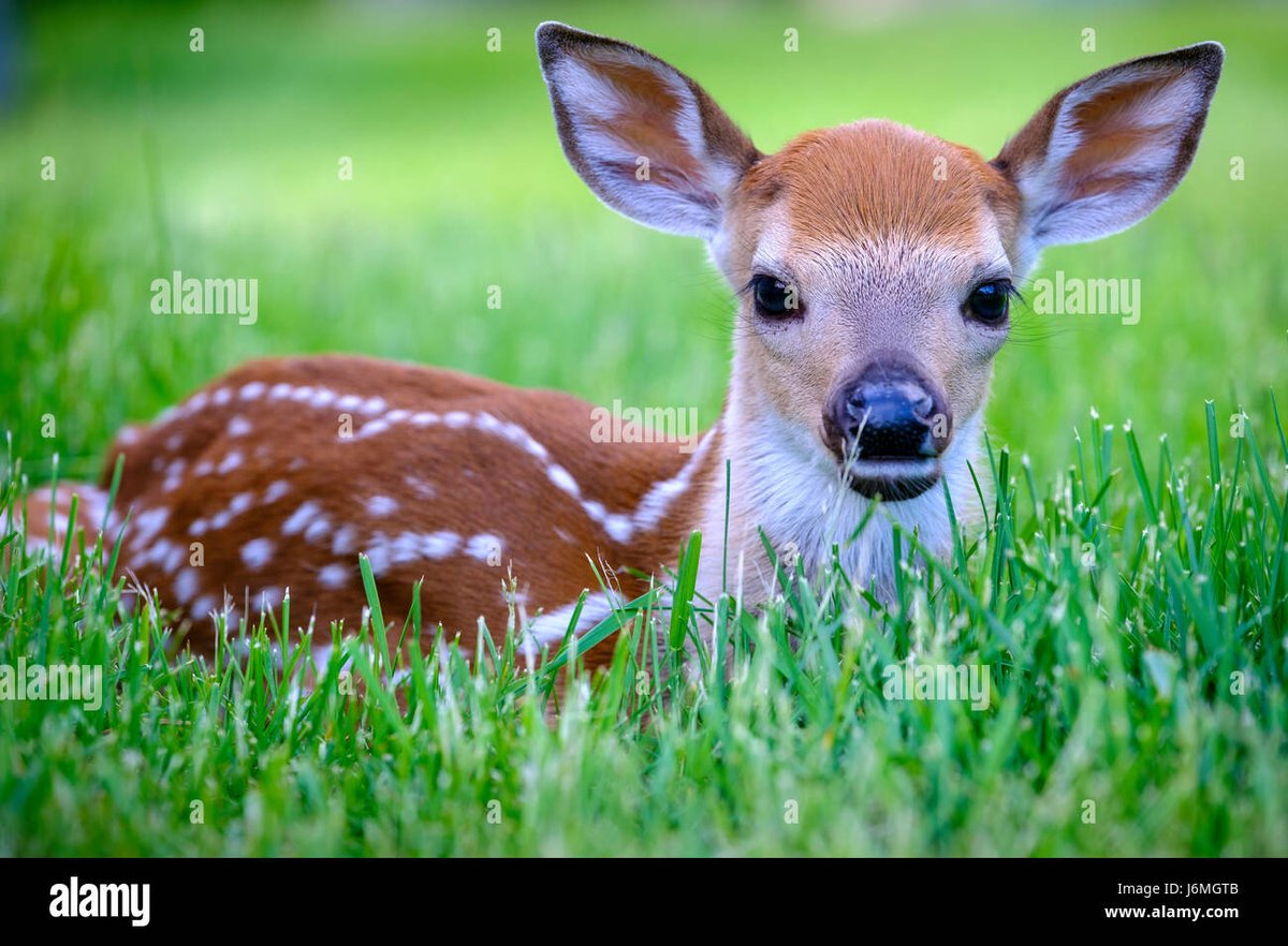 haveigotdeer's tweet photo. Deers should not be used in stock images, they don't get any of the royalties from being there, and frankly, they have better shit to do.
#deer #deerlore https://t.co/UzpneOmzhj