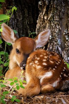 haveigotdeer's tweet photo. Deer can write in cursive using their tails. However, they only use this ability to pen angry letters to loggers, demanding they “cease operations immediately.”
#deernews #deerlore #deer https://t.co/MbTLcAqjmS