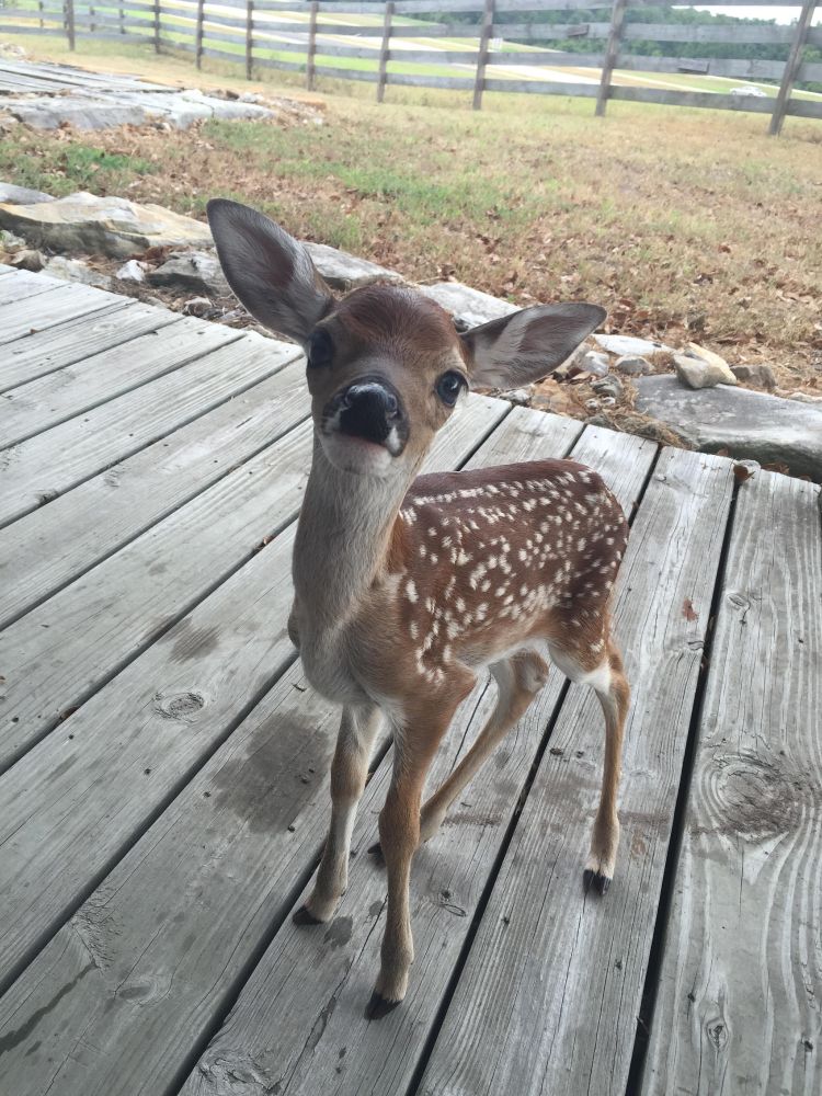 haveigotdeer's tweet photo. Every deer in the world knows how to play the violin. They only perform on Thursdays at 3 a.m., deep in the woods, exclusively for raccoons.
#deer #deerlore https://t.co/H78XZRY0pz