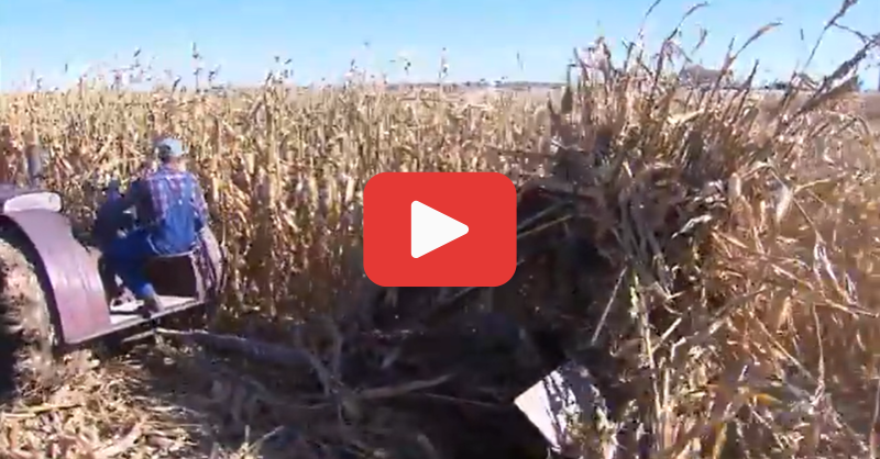 FarmsNews's tweet photo. It's built to last, the old-fashioned way...
In today's #ThrowbackThursay video watch as Dave Cobler, a 7th generation farmer, pays tribute to his ancestors and 'the old days' of farming by taking off 20 acres of corn using antique equipment.
Harvest the historical way ⤵️