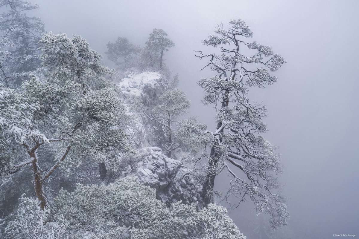 The Pines
Frozen gnarly beauties.
Bavaria, Germany

#landscapephotography #snow #fog