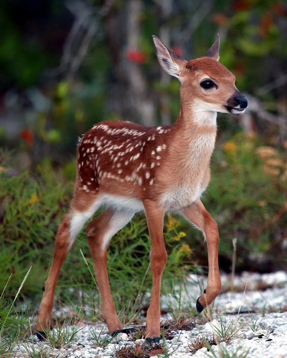haveigotdeer's tweet photo. If you say “hoof gang” three times in a mirror, a deer will appear and slap you with a PowerPoint presentation titled “The Benefits of Mutual Respect with Nature.”
#deerfacts #deerlore #deer https://t.co/wLTCmJhVjo