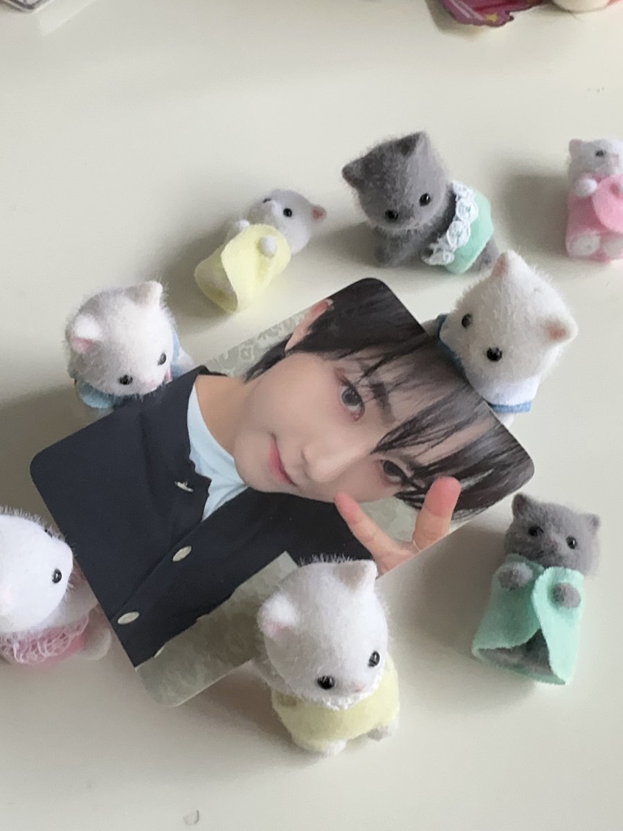 สิ่งเดียวที่ตามนางได้ คือนี่มีอยู่แล้ว แมวเปอร์เซียเหมือนอินจุนทุกตัว😭😭😭💕💕💕💕💕💕💕💕