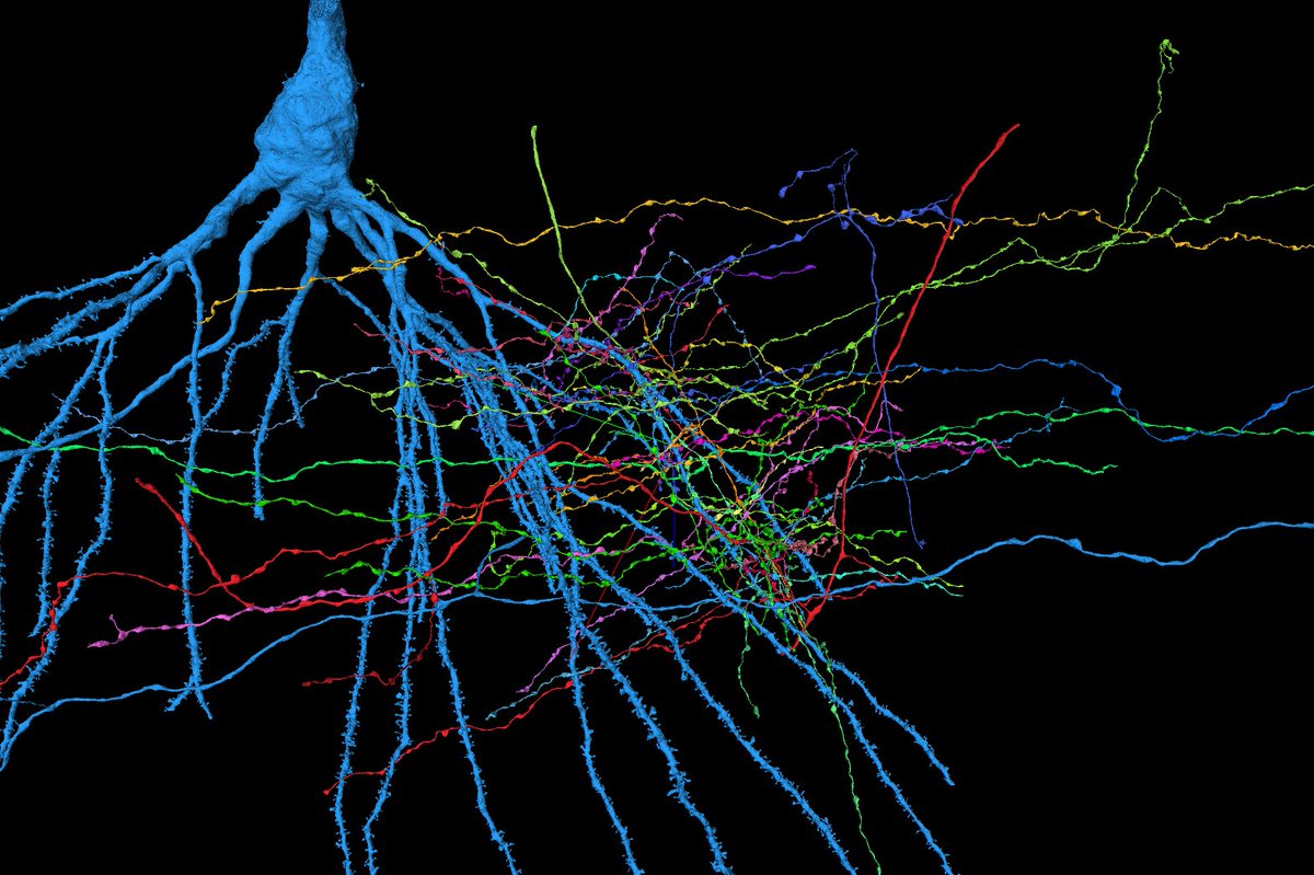 A few presynaptic axons connecting to a CA3 pyramidal neuron. Request early dataset access here: pyr.ai