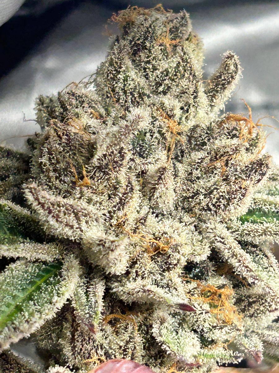 Randy_Grows's tweet image. Hi X, I grow and breed cannabis in a legal state. It is my passion and I can’t wait to share this journey with all of you. I will be creating a community on here for Divine Smoke. I have a group on Facebook but am looking to spread our reach. Here’s some Vamp Slayer #20 I grew