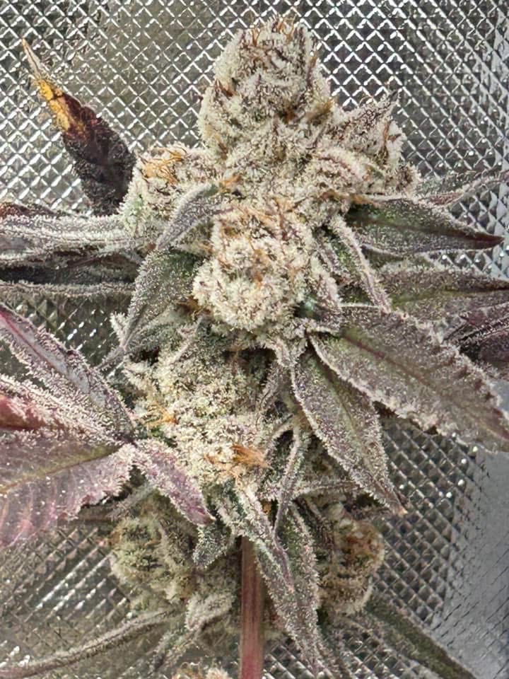 Randy_Grows's tweet image. Hi X, I grow and breed cannabis in a legal state. It is my passion and I can’t wait to share this journey with all of you. I will be creating a community on here for Divine Smoke. I have a group on Facebook but am looking to spread our reach. Here’s some Vamp Slayer #20 I grew