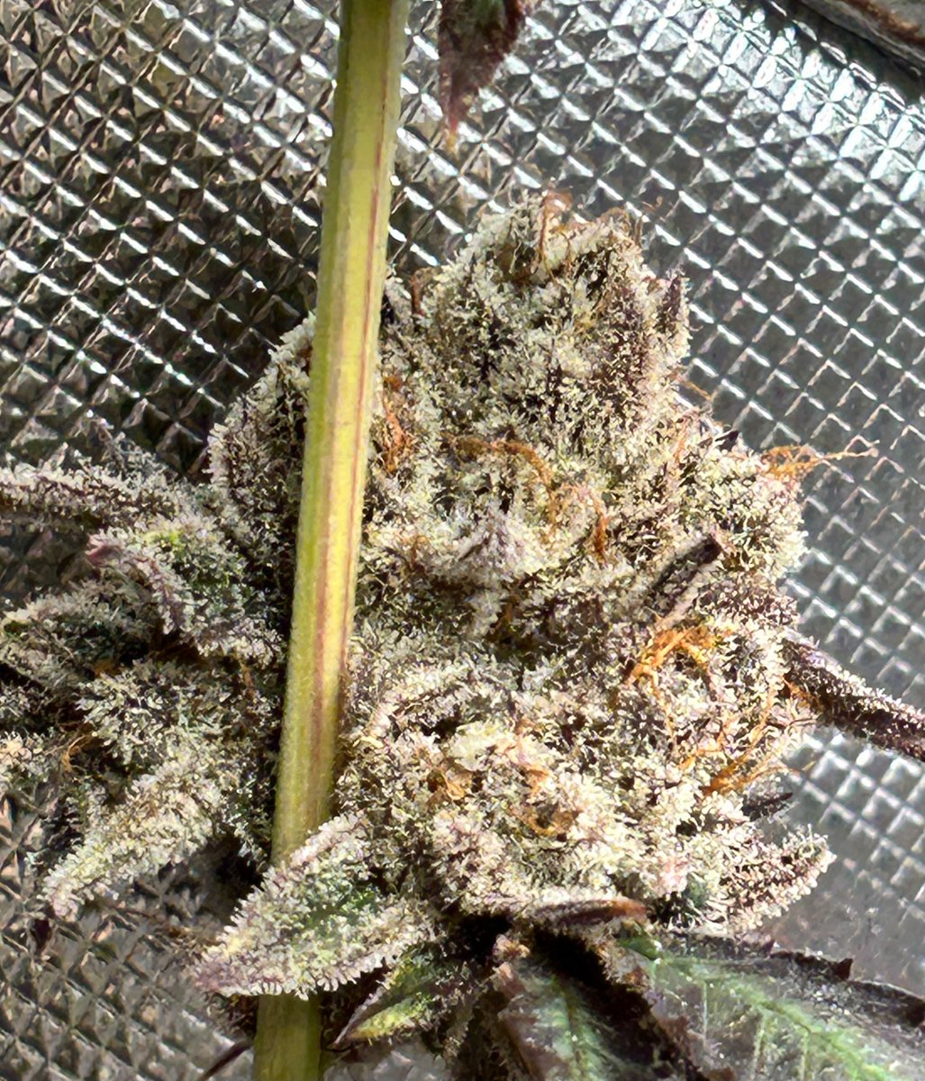 Randy_Grows's tweet image. Hi X, I grow and breed cannabis in a legal state. It is my passion and I can’t wait to share this journey with all of you. I will be creating a community on here for Divine Smoke. I have a group on Facebook but am looking to spread our reach. Here’s some Vamp Slayer #20 I grew
