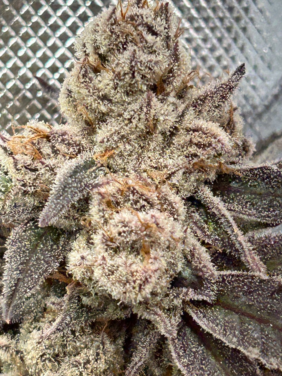 Randy_Grows's tweet image. Hi X, I grow and breed cannabis in a legal state. It is my passion and I can’t wait to share this journey with all of you. I will be creating a community on here for Divine Smoke. I have a group on Facebook but am looking to spread our reach. Here’s some Vamp Slayer #20 I grew