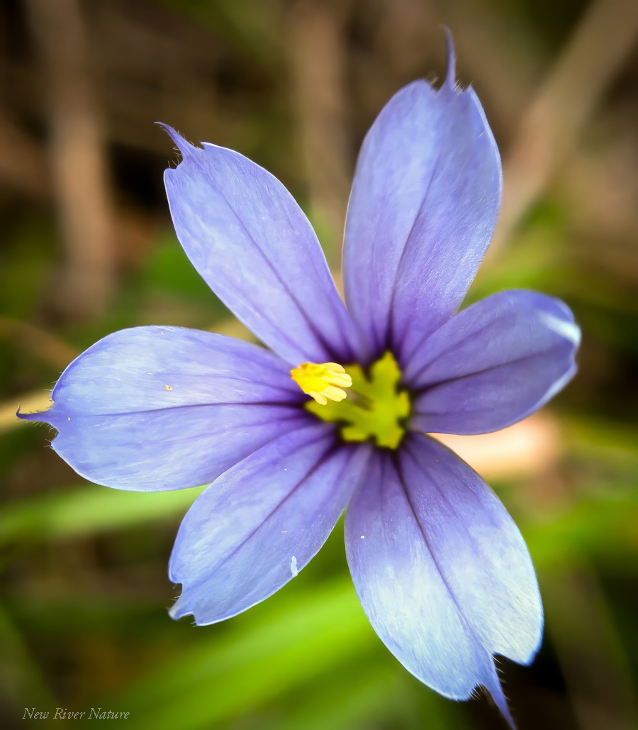 KerriFar's tweet photo. “Wildflowers are the stuff of my heart!”
— Lady Bird Johnson
#WildflowerWednesday #NatureLovers #NatureTherapy #NewRiverNature #NaturePhotography #BlueEyedGrass #SpringMemory https://t.co/LivdtEX8EK