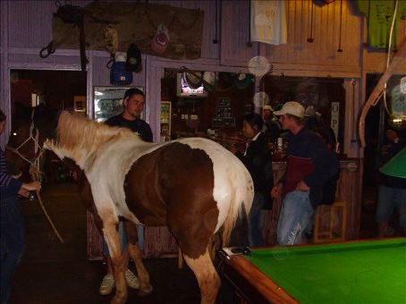 horse hanging out in social gathering night out with friends games drinks and good company