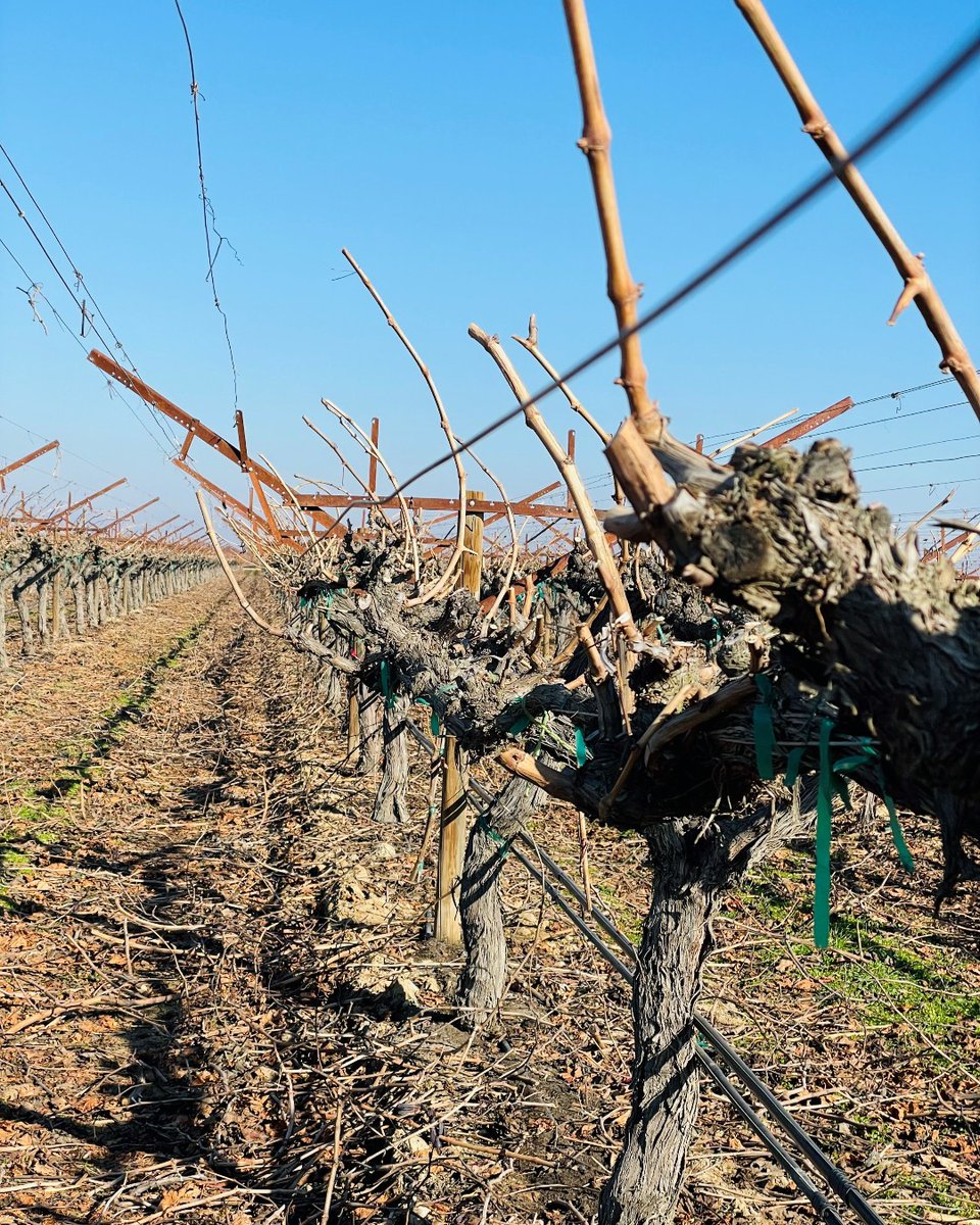 Some before and after pruning photos of our Gum Drops and Moon Drops vines.  This is the time of year when we prepare the vines for the new growth of spring.