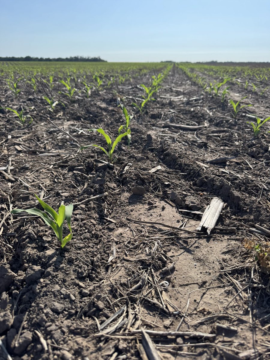 Grupo Charata tweet media