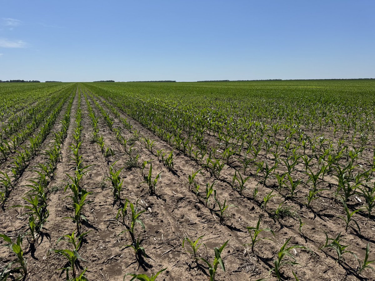 Grupo Charata tweet media