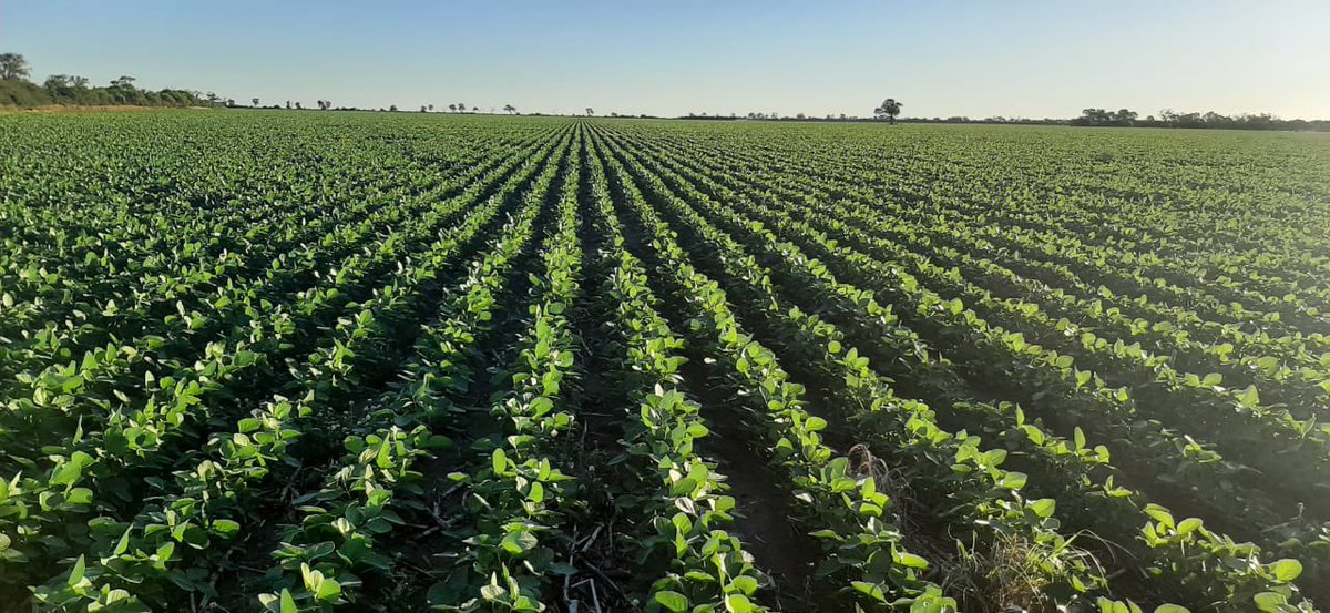 Grupo Charata tweet media