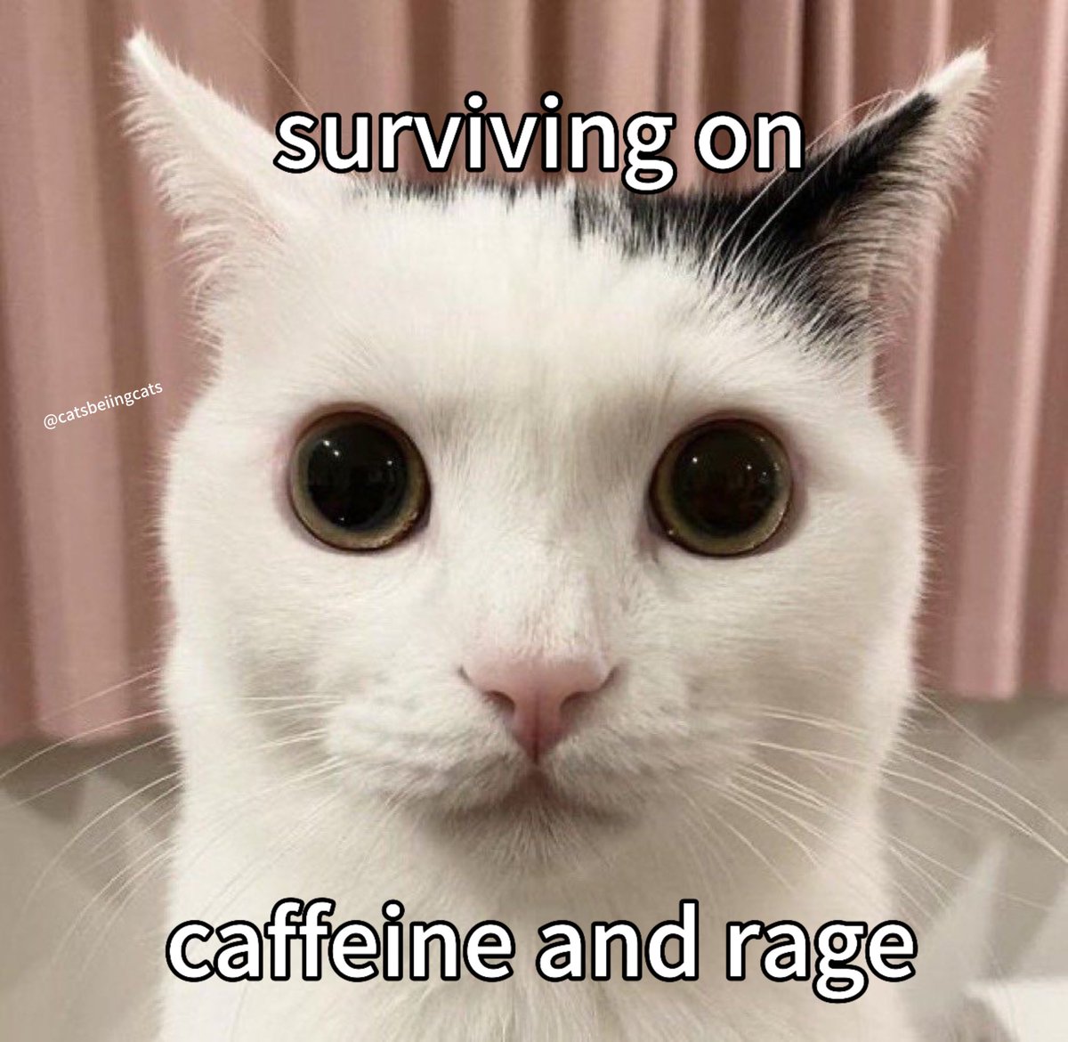 catsbeiingcats's tweet photo. https://t.co/Pxr34FHsPO