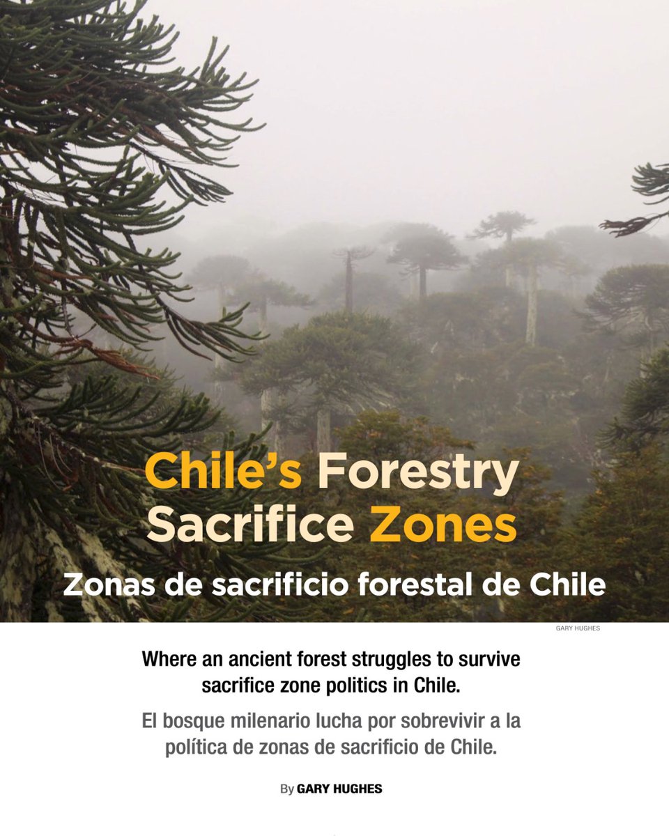"Con el tiempo, se ha acumulado una avalancha de pruebas que exponen que el modelo de plantación forestal es una fuente de degradación social y medioambiental severa", escribe Gary Hughes en este artículo de la edición actual (#29 bit.ly/4geDxsZ) de Patagon Journal.