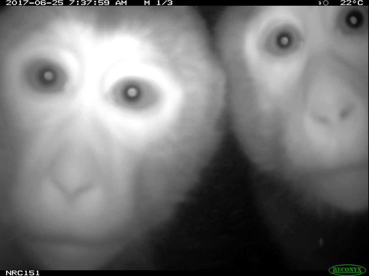 trailcam (@trail_cams) on Twitter photo 