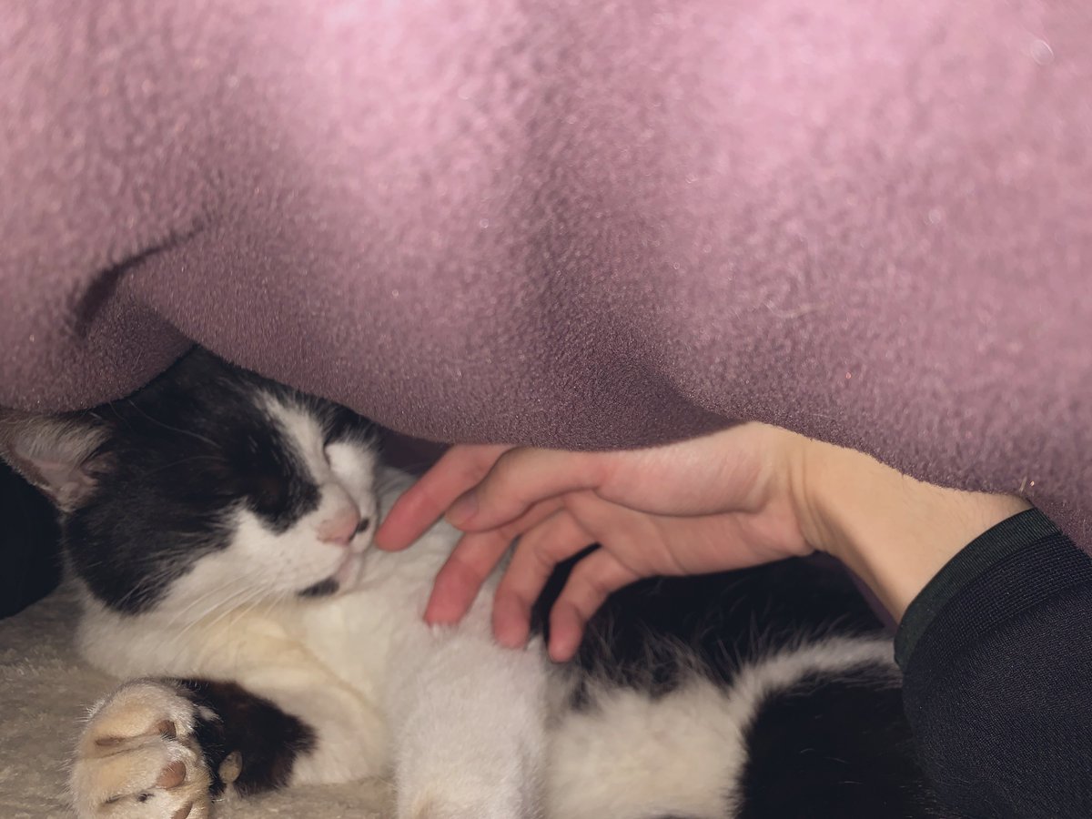 ねこあったかい❕