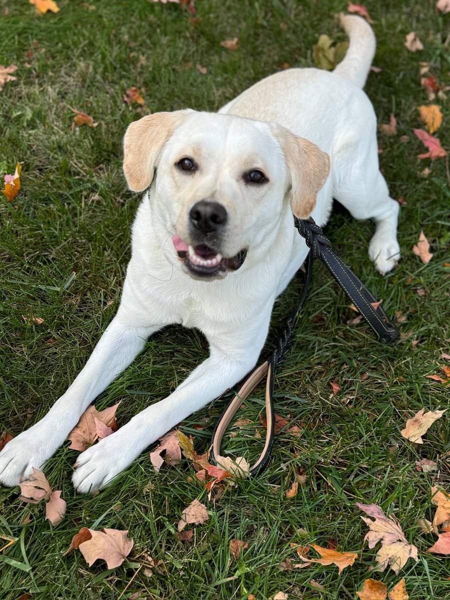 Mango the Lab tweet media