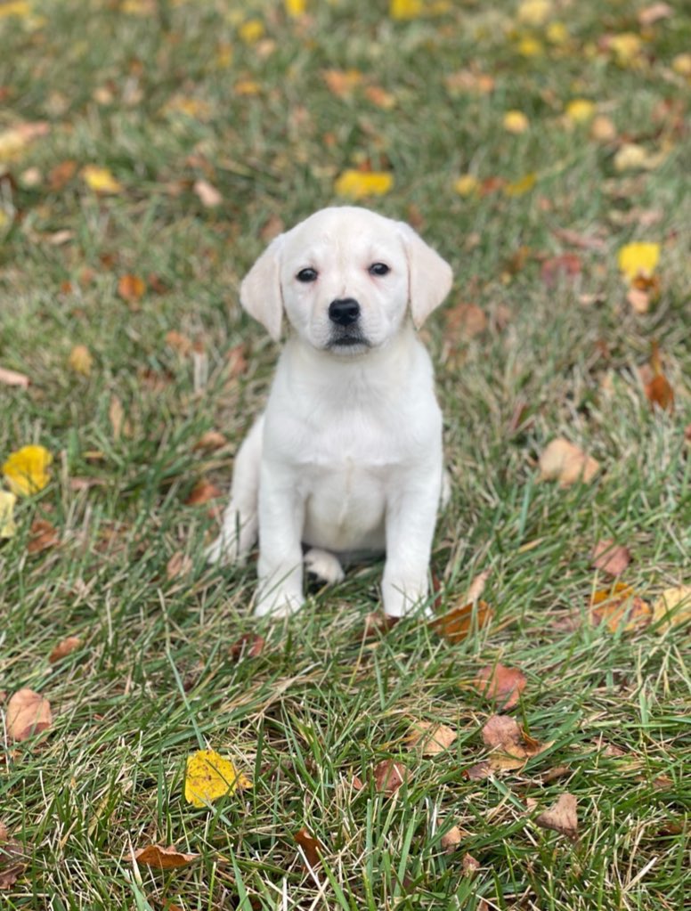 Mango the Lab tweet media