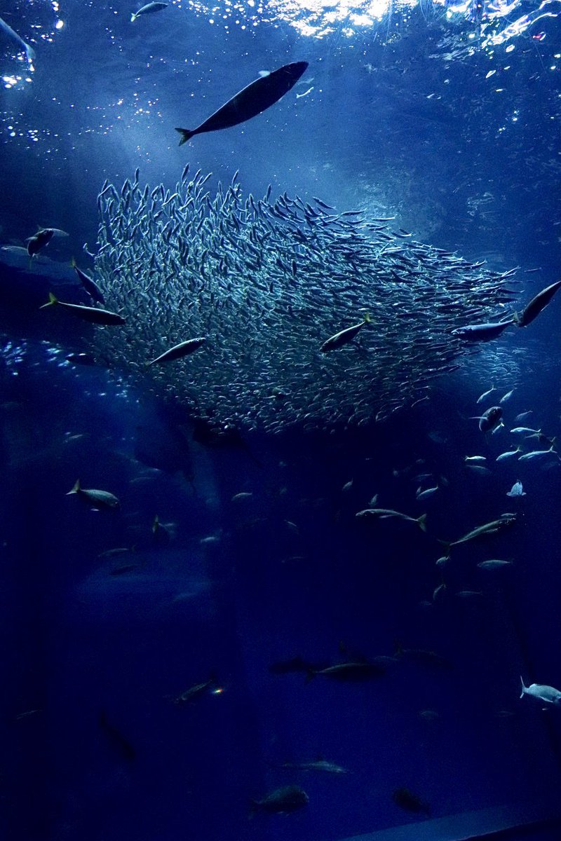 raisede____'s tweet photo. アクアワールド大洗水族館
彼から一眼借りて挑戦！
なかなか思うように撮れなくて難しかった
自分もカメラ欲しいなぁって思った！
もっと上手く撮りたいなぁ。。。

いつも私を撮ってくれるけど
他撮りってちょい恥ずかしい笑
 #アクアワールド大洗水族館
 #茨城 https://t.co/flIXcStFam
