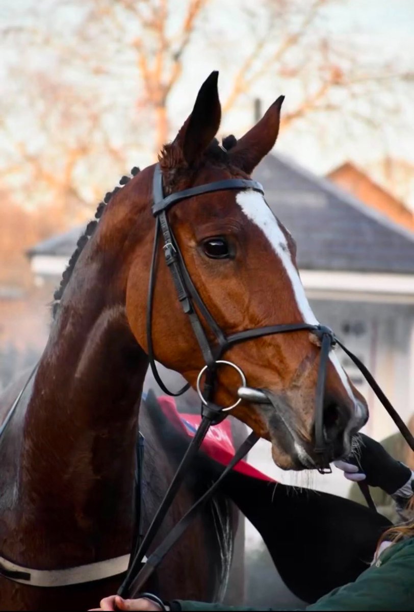 jon_hindle's tweet photo. Delighted Maughreen has an entry @punchestownrace next Monday.
The sleepless nights will now start.
Whatever happens, she will come on plenty for the run.
Roll on Monday.
#maughreen https://t.co/pl2zViTElT