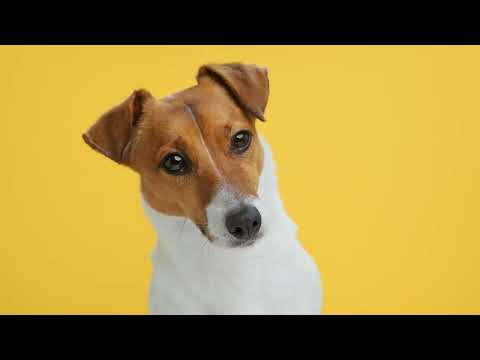 EastDallasVet's tweet image. Check us out on YouTube, like and subscribe today!  We will be working on releasing content from East Dallas Vet Clinic, covering different pet health topics to keep you knowledgeable about your pet! #pets #edvc #dallas

Channel Name on YouTube: East Dallas Veterinary Clinic