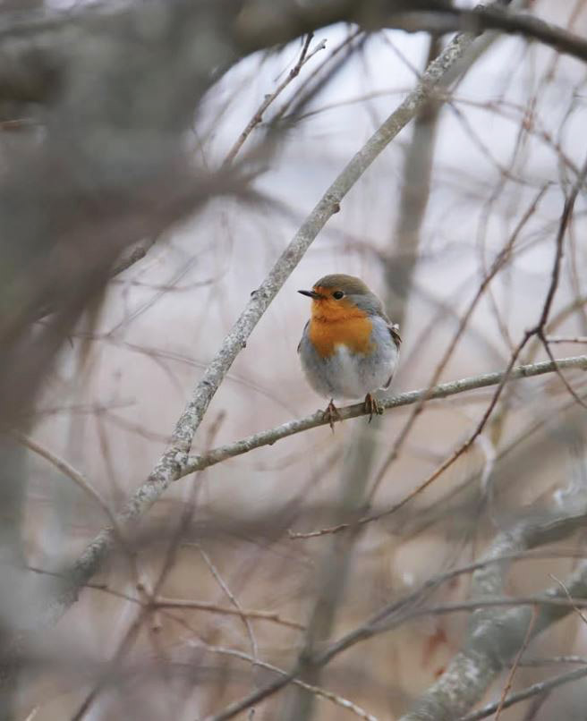Ich möchte wohl ein Baum sein, schon 
weil manchmal ein Vogel kommt
und in meinen Zweigen singt.   

Else Lasker-Schüler
11.02.1869 - 22.01.1945
 aus: Konzert, Prosa