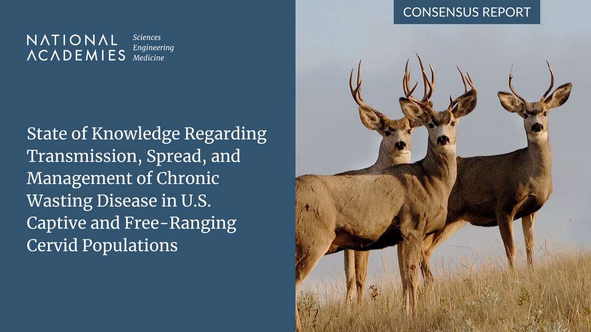 UMN College of Veterinary Medicine Research (@umncvmresearch) on Twitter photo Chronic Wasting Disease threatens wildlife, ecosystems, and cervid-related industries. A new <a href="/theNASEM/">National Academies</a> report highlights its spread, impact, and management. Proud that @umncvm's Dr. Tiffany Wolf contributed to this vital resource, guiding future U.S. Fish & Wildlife strategies. Chronic Wasting Disease threatens wildlife, ecosystems, and cervid-related industries. A new <a href="/theNASEM/">National Academies</a> report highlights its spread, impact, and management. Proud that @umncvm's Dr. Tiffany Wolf contributed to this vital resource, guiding future U.S. Fish & Wildlife strategies.