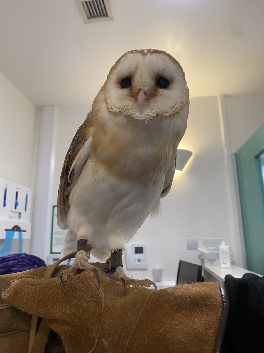🦉Our ward welcomed a special feathered visitor today- a beautiful barn owl Brenda- as part of pet therapy!                  

Pet therapy brings incredible benefits:
🌟 Reduces anxiety 
🌟 Boosts mood
🌟 Sparks curiosity &amp; connection

A moment of calm and joy for everyone.