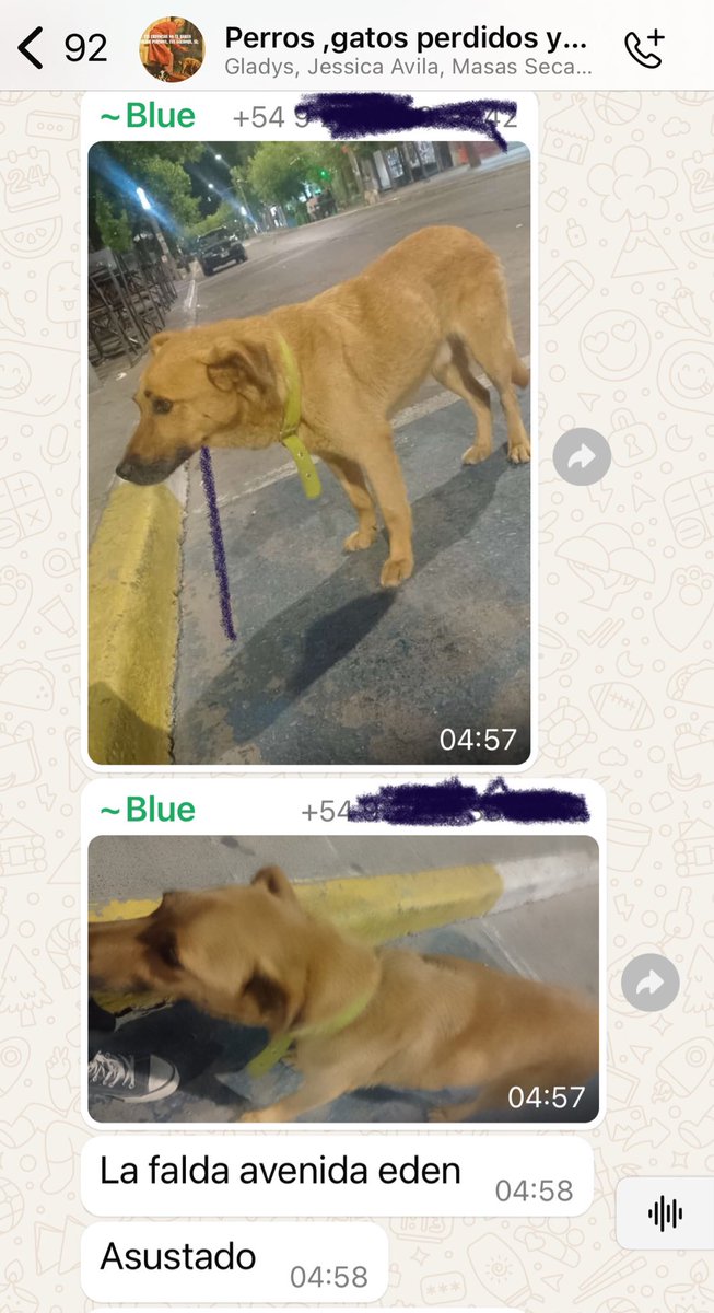 TodosGronchos's tweet photo. Mi perro Bebo ayer se tomó el tren de Capilla del Monte hasta La Falda. Debe haber pedido comida en los bares, boludeó toda la noche y se volvió en el primero de la mañana. Cuando me desperté ya estaba acá. Me enteré por el grupo de perros perdidos. Ahora está descansando. https://t.co/ZQgVYRn0e6
