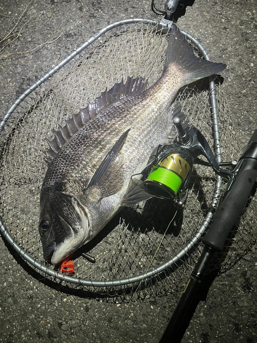 pyonpyonwt's tweet image. 久しぶりにチニング！